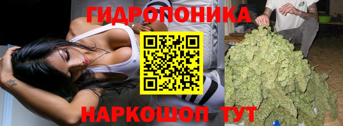 Бошки марихуана сатива Кудрово